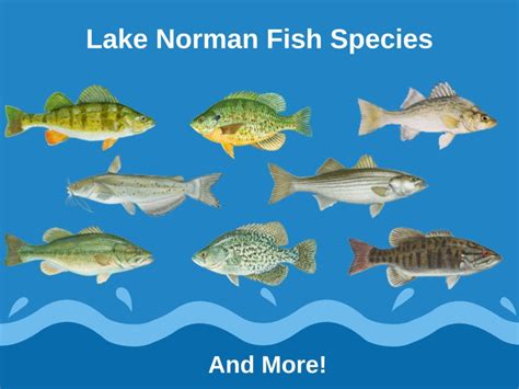 lake fish|Discover 8 Types of Lake Fish Species .